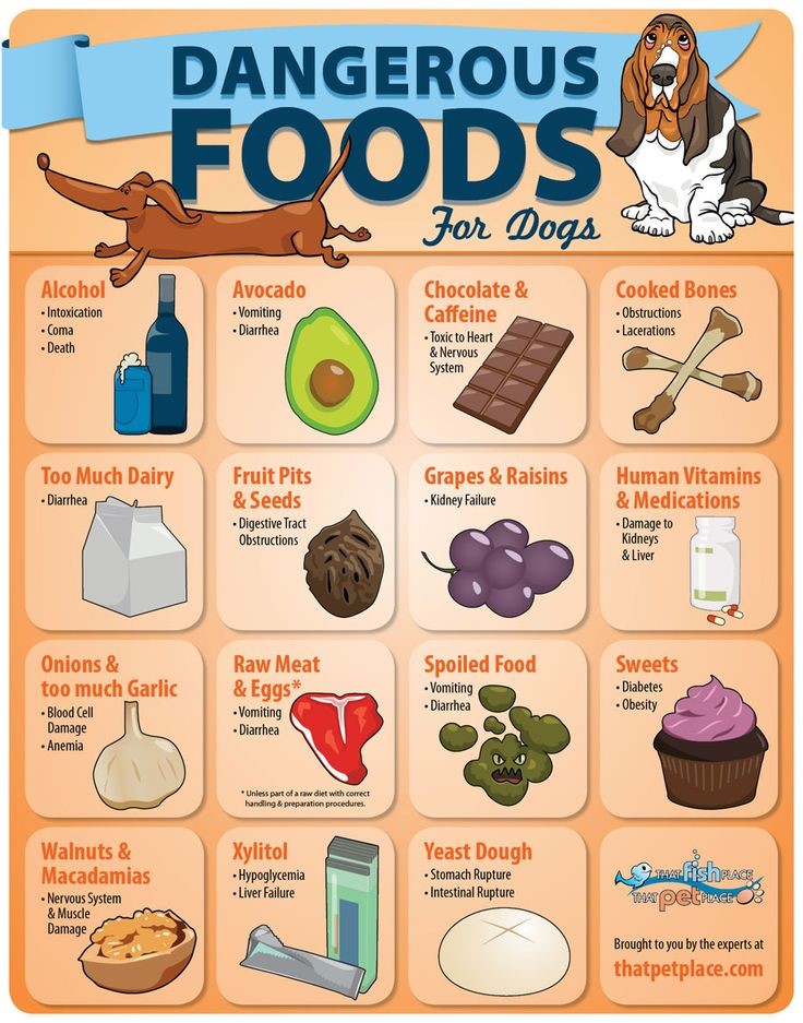 dangerous foods for your dog
