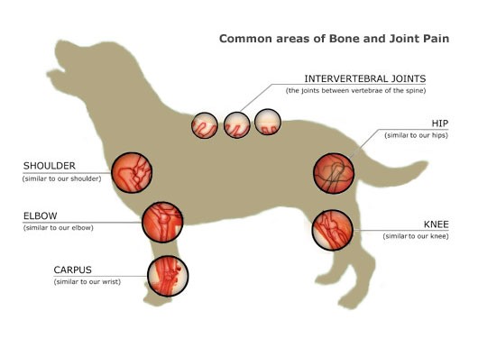 dog joint pain chart