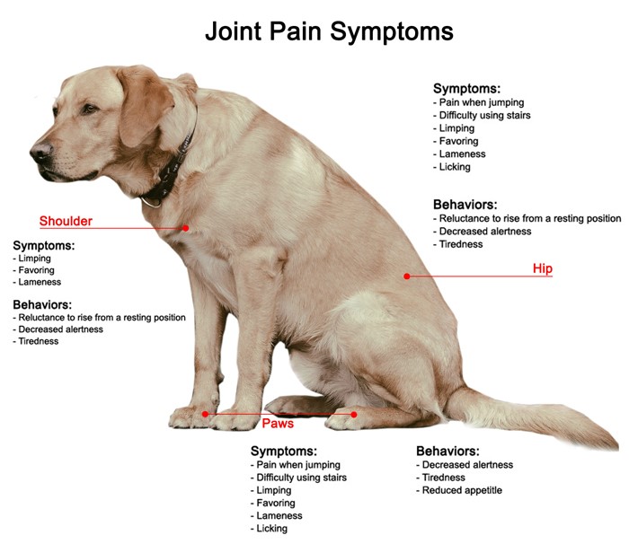 joint pain symptoms