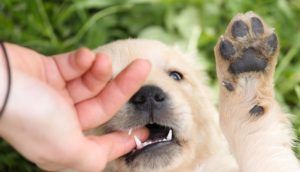 teach your puppy not to bite