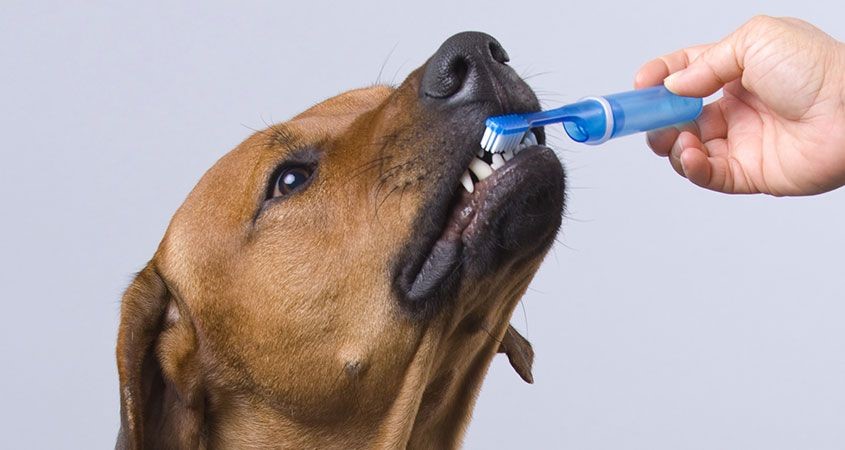 canine dental care