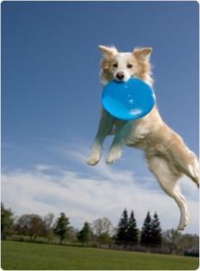 dog playing frisbee