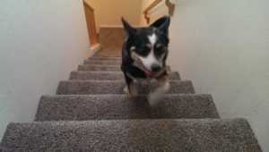 dog on stairs