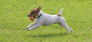 dog playing fetch