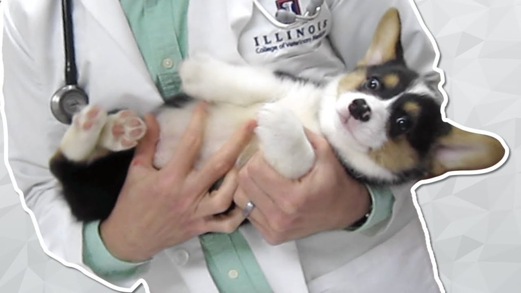 puppy held by a vet