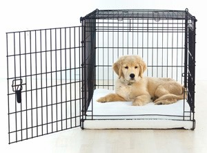 puppy crate