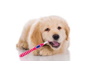 puppy dental hygiene