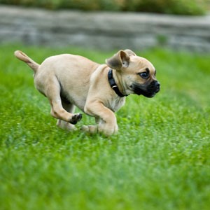 puppy getting exercise