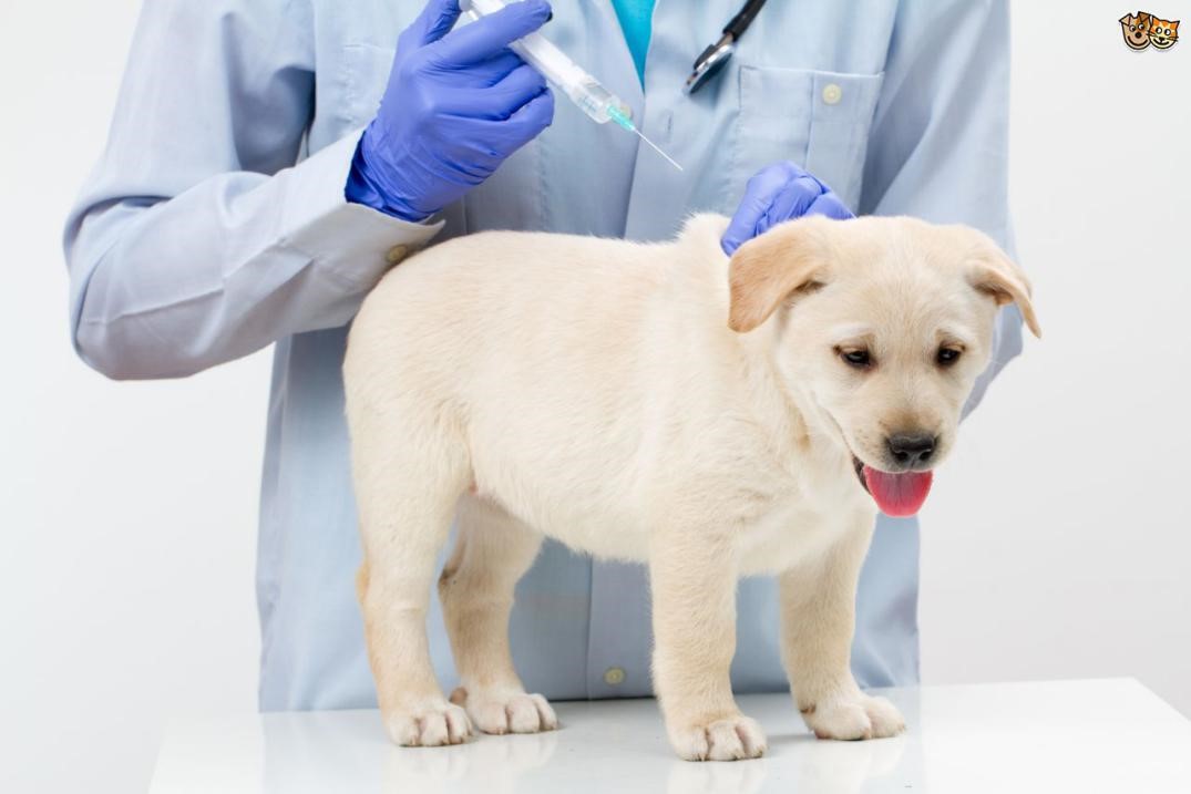 puppy getting checkup