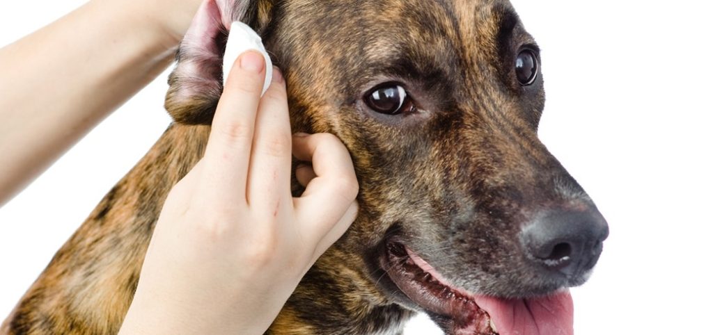 dog weekly checkup