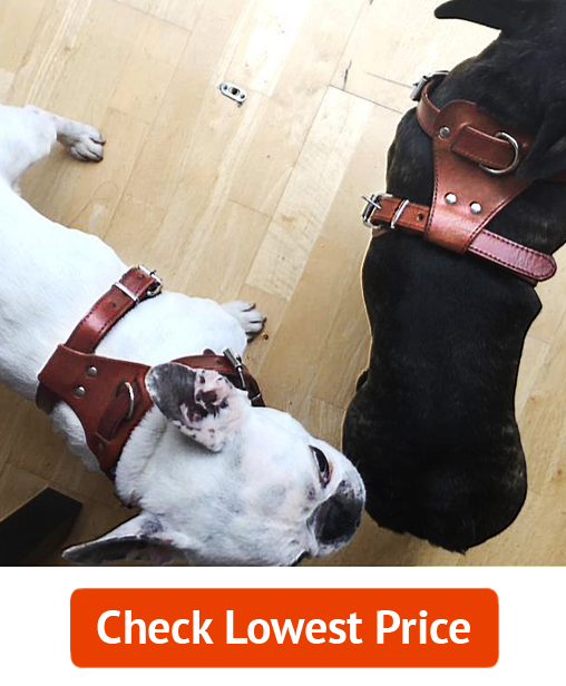 Beirui Genuine Leather Dog Harness