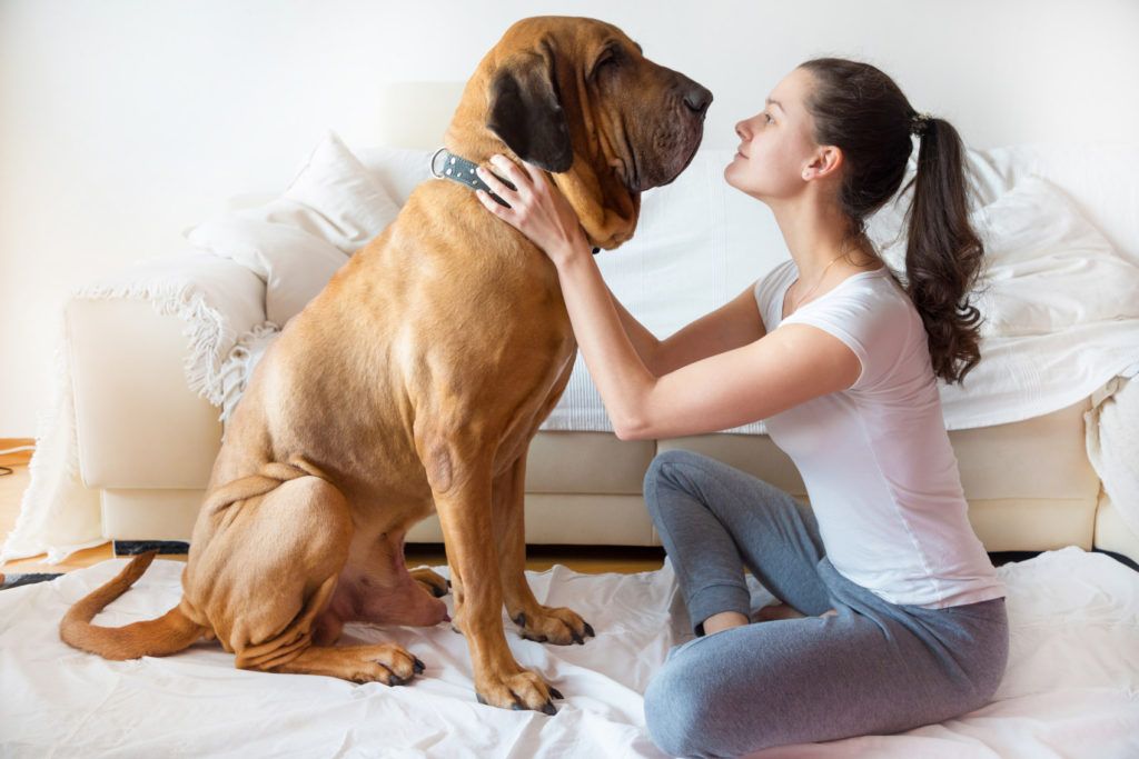 dog with family