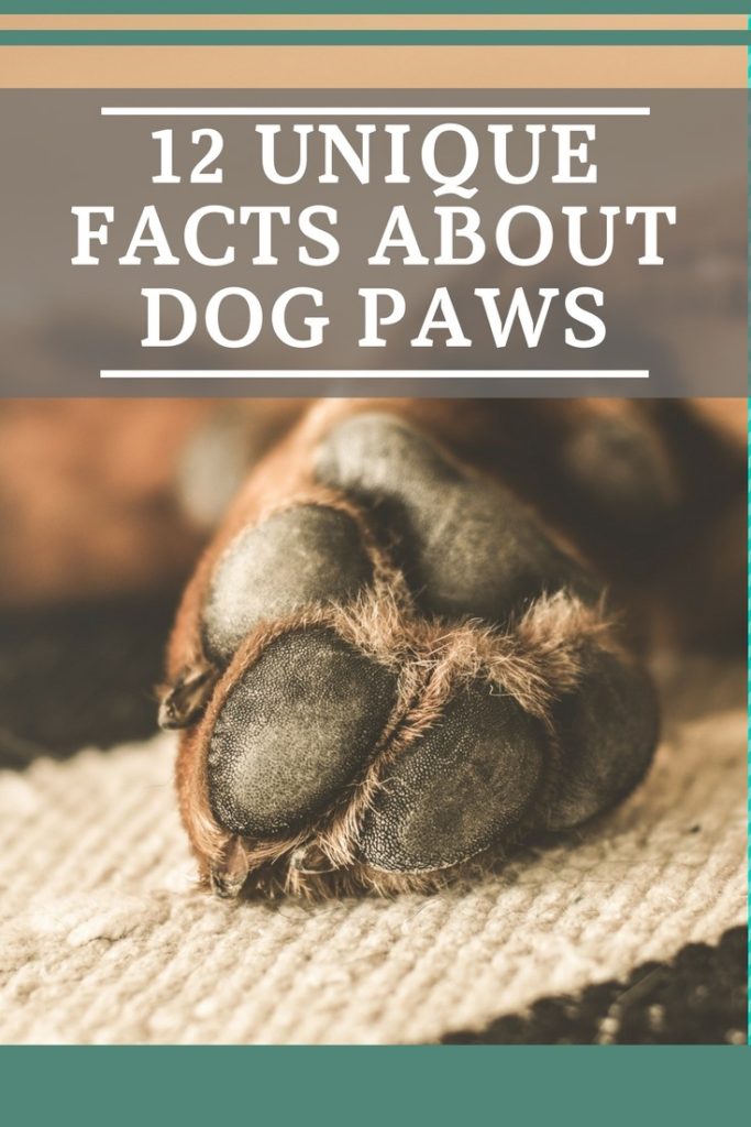 12 unique facts about dog paws