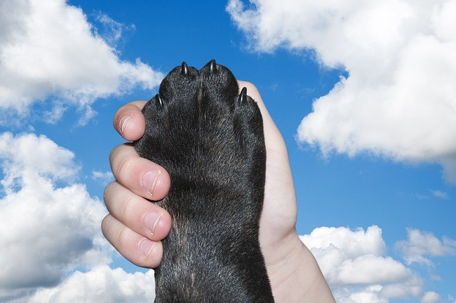 black dog paw