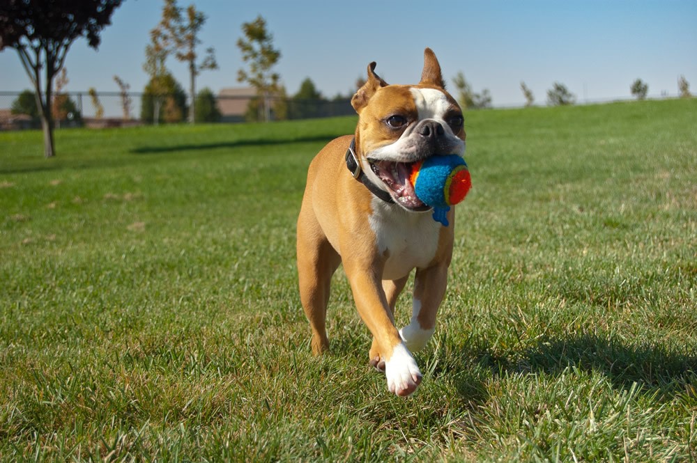 Fun things to do with your dog outside