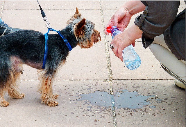 dog drinking water