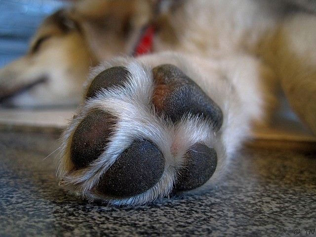 dog paw