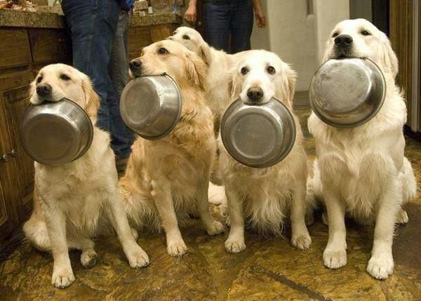 dogs waiting to be fed