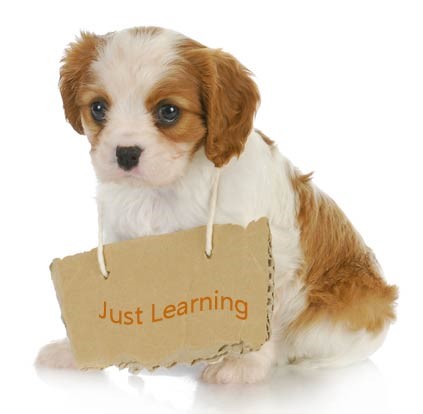 Puppy with sign