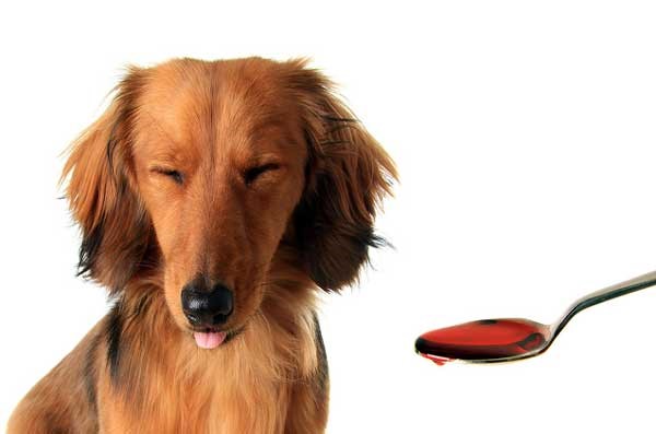 benadryl is harmful to dogs