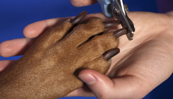 cutting your dog's nails