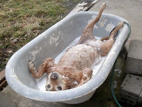 dog bathing