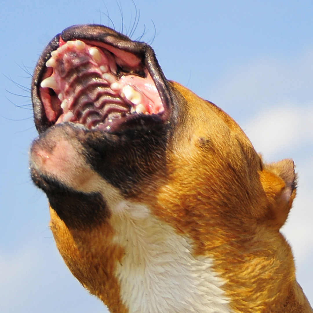 dog with open mouth