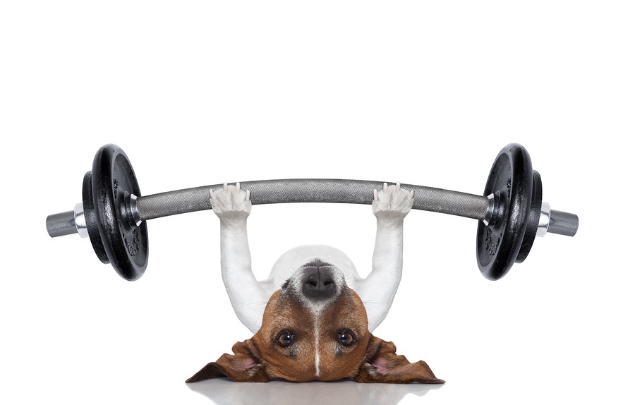 dog lifting weights