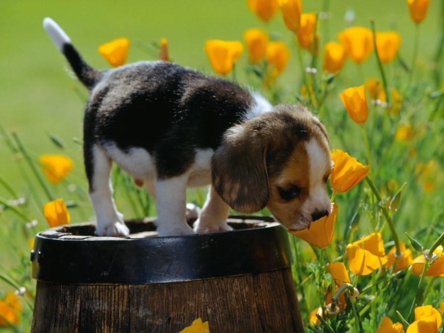 dog sniffing plant