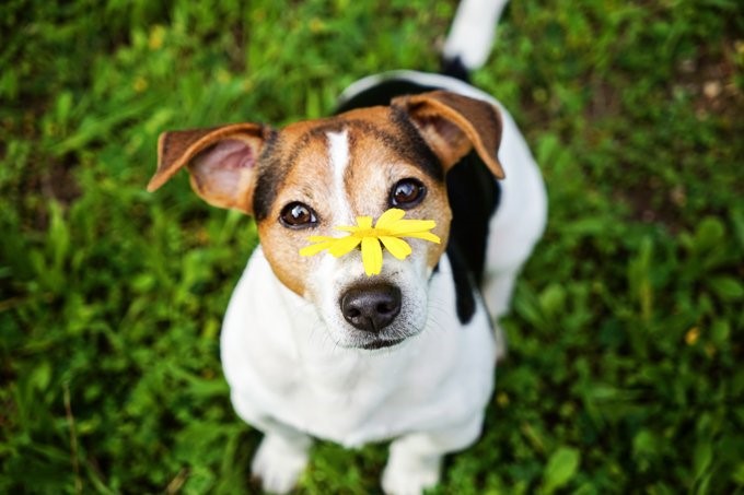 dog with skin problems