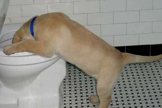 dog drinking out of toilet