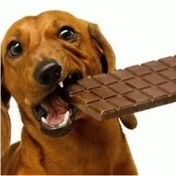 dogs and chocolate
