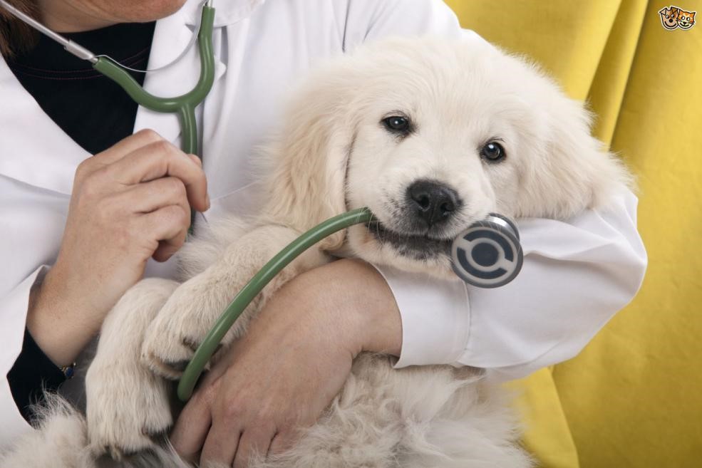 puppy at the vet