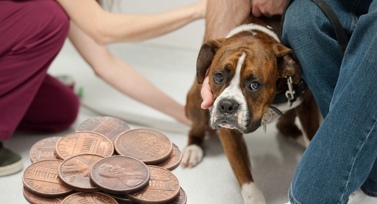 pennies are bad for your dog