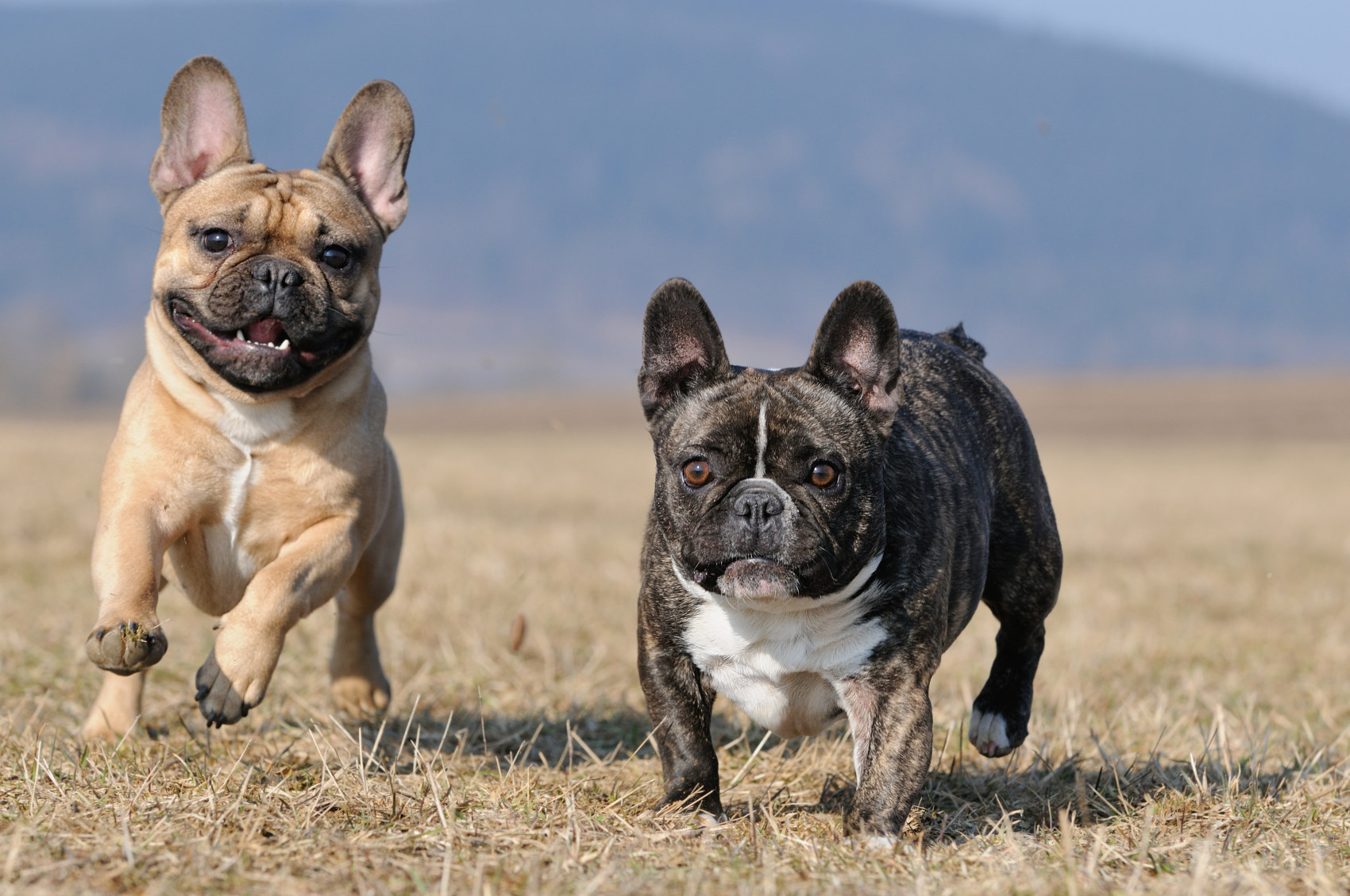 french bulldogs running