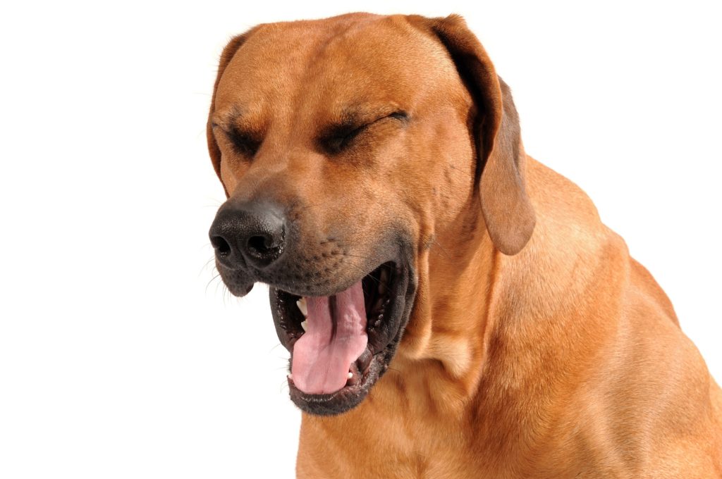 is your dog coughing