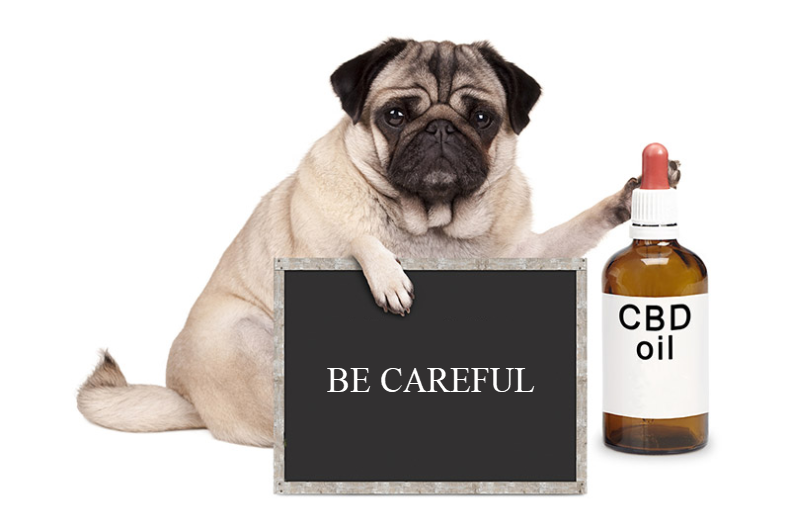 dog with cbd oil