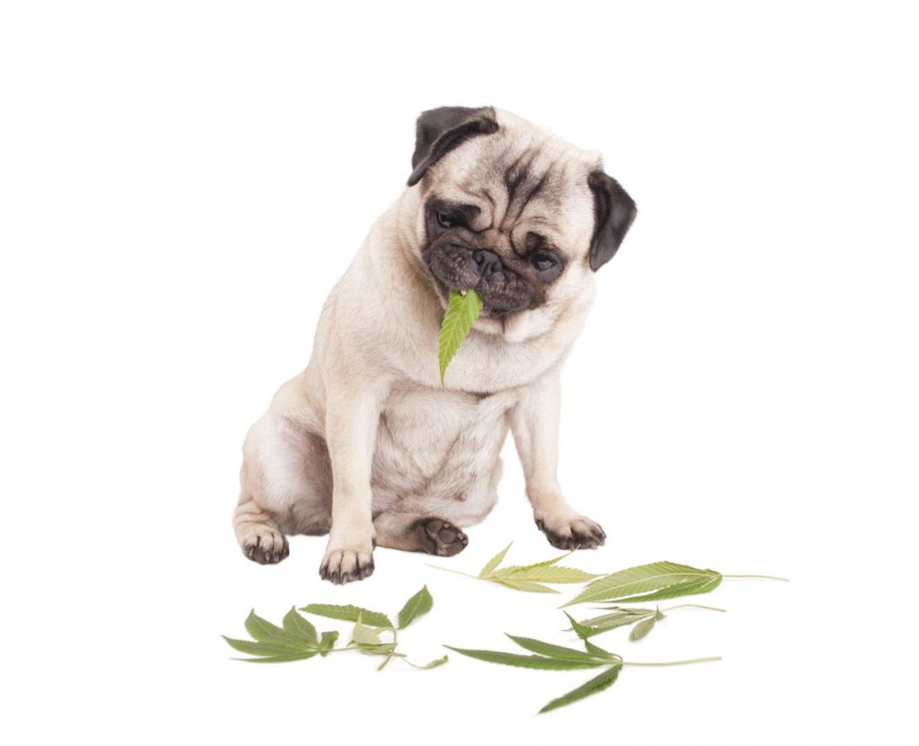 dog with cbd leaves