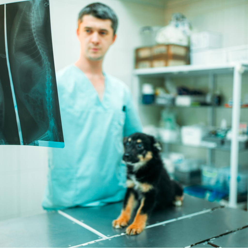 dog looking at x-ray