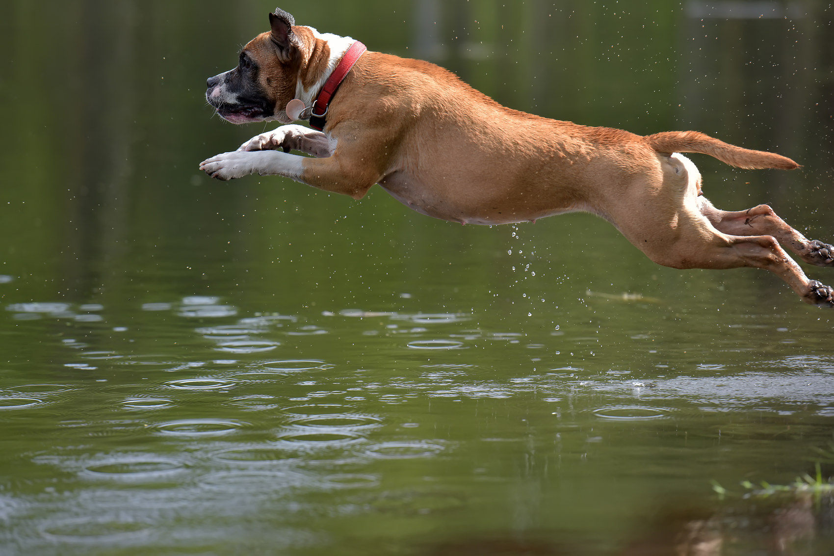 boxer jumping