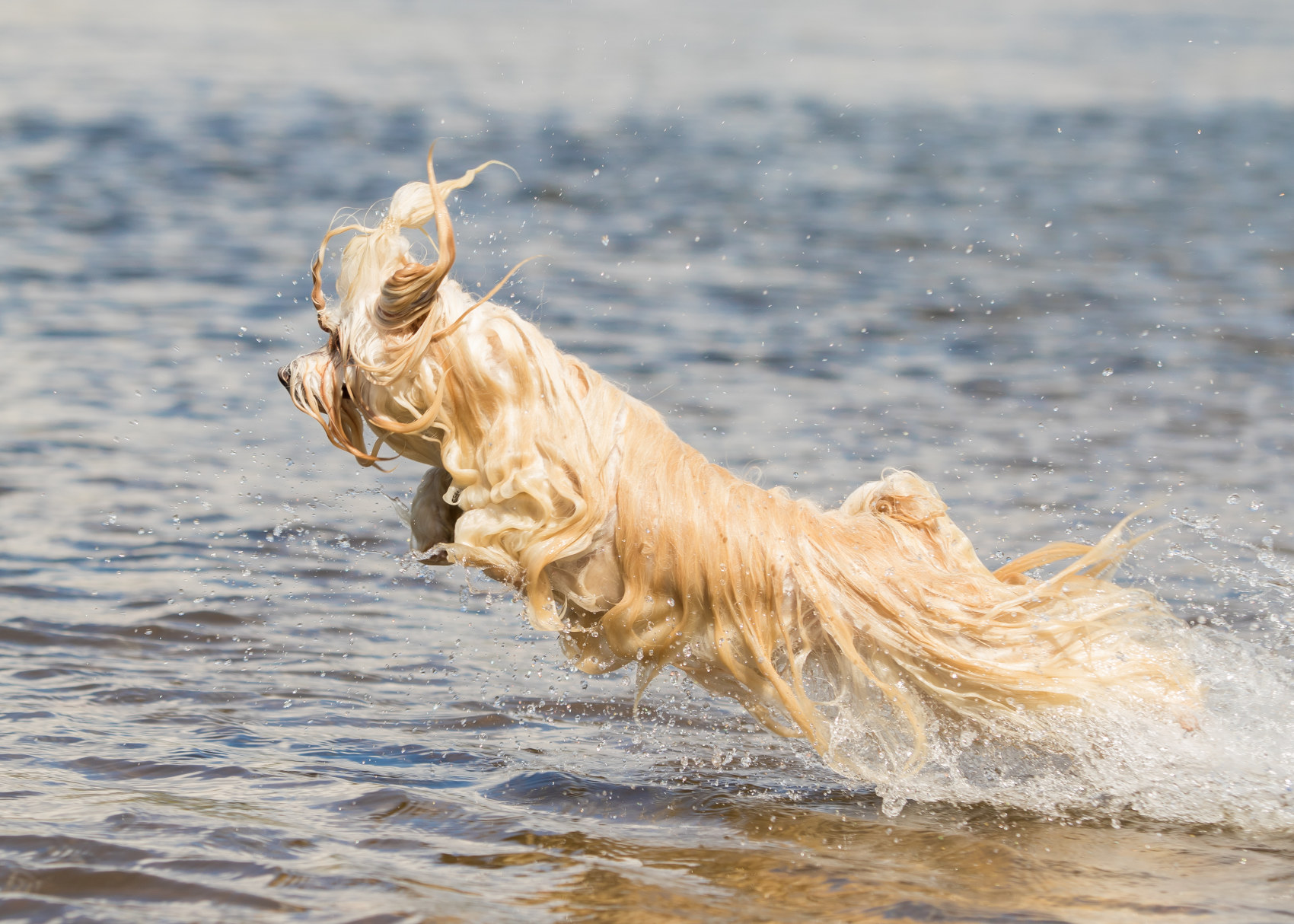 dog playing water game