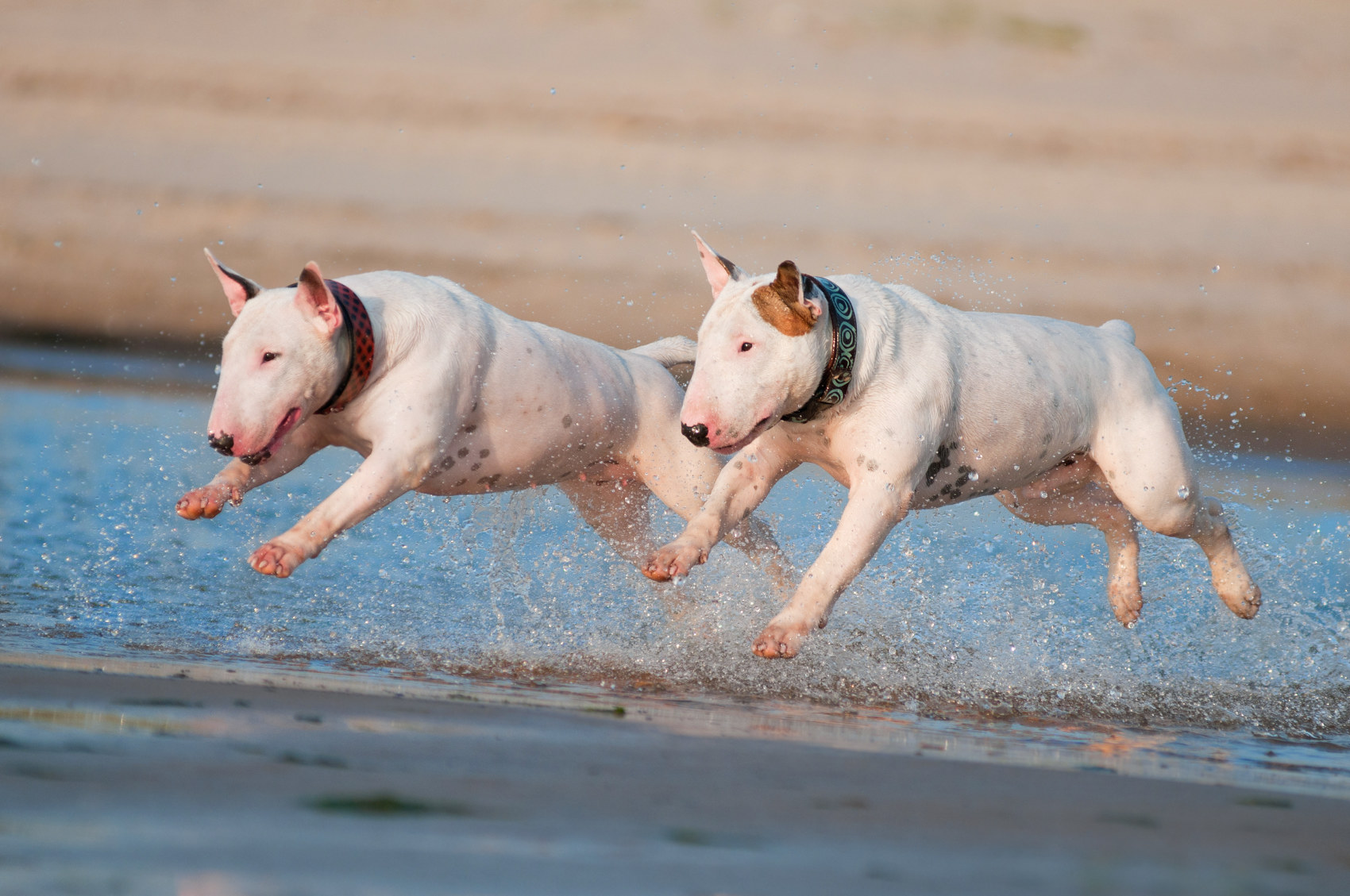 dogs being trained