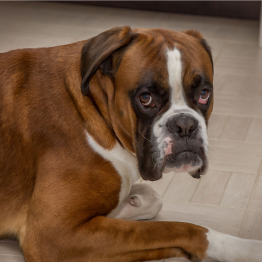 sad dog with bladder infection