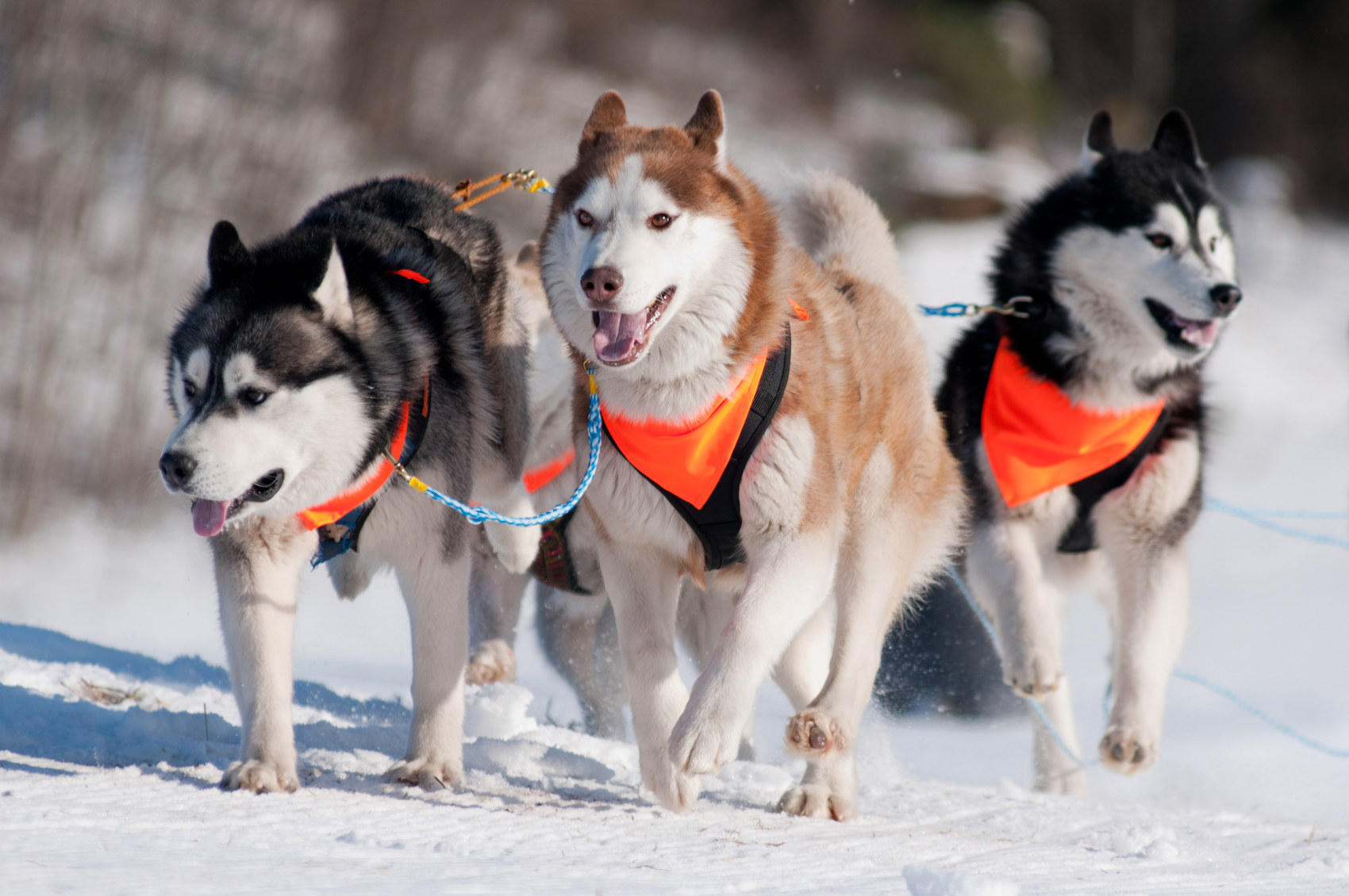 trained dogs sledding