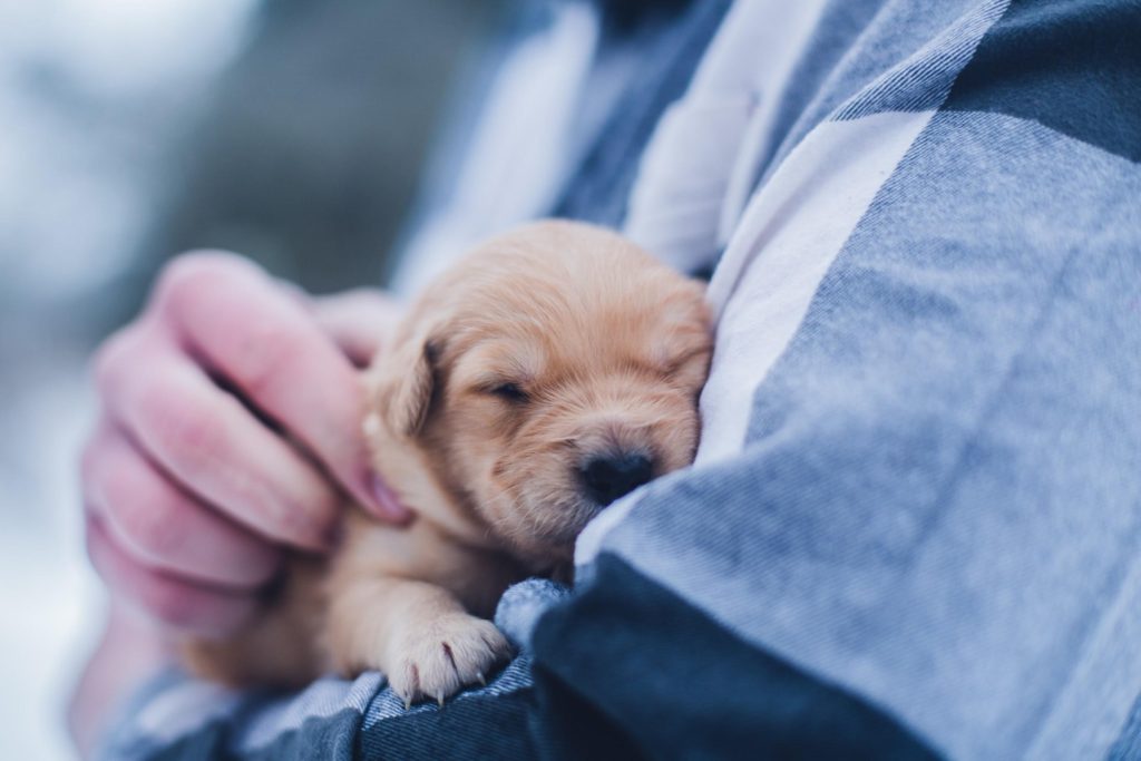 dog snuggling